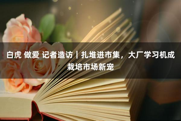 白虎 做爱 记者造访｜扎堆进市集，大厂学习机成栽培市场新宠